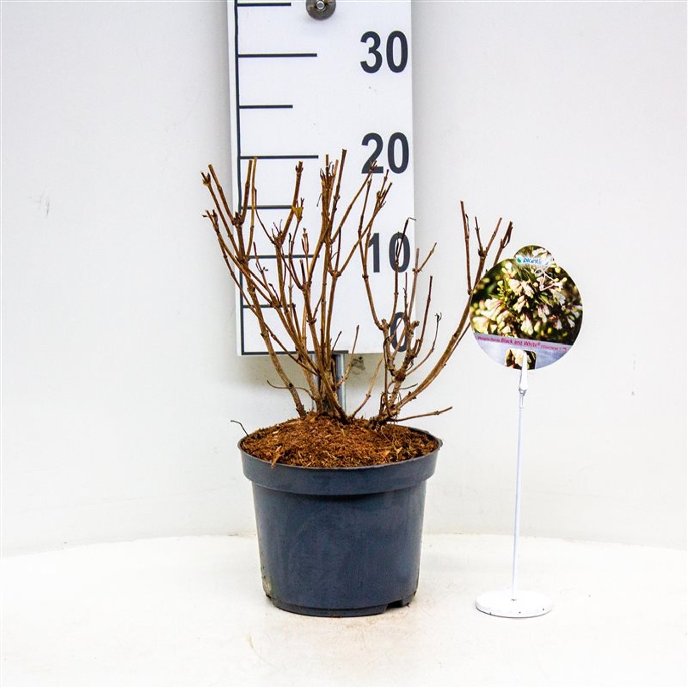 Weigela florida 'Black & White'® - C3 30-40 CM